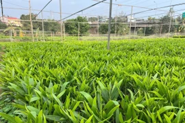 Thu nhập cao từ vườn ươm cây keo giâm hom