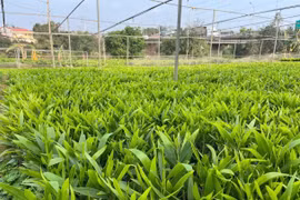 Thu nhập cao từ vườn ươm cây keo giâm hom