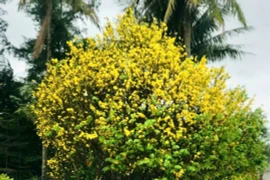 Cây mai gần 100 năm tuổi lên giá tiền tỷ vẫn không bán