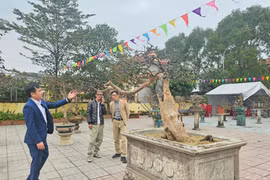 Cây mai vàng cổ thụ gần 100 tuổi, trả 500 triệu chưa bán