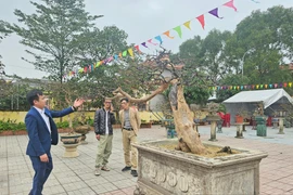 Cây mai vàng cổ thụ gần 100 tuổi, trả 500 triệu chưa bán