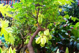 Trồng khế tại 2 vị trí này trong nhà, cơ may hút tài lộc