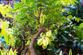 Trồng khế tại 2 vị trí này trong nhà, cơ may hút tài lộc