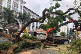 Vụ cây xanh bật gốc: Báo động đỏ liên viện cứu một thai phụ 