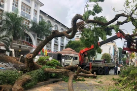 Vụ cây xanh bật gốc: Báo động đỏ liên viện cứu một thai phụ 