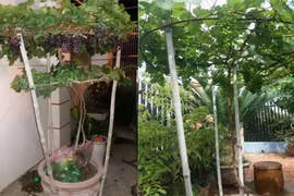 Ngắm nho trồng trong chậu lên giàn cực đẹp 
