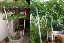 Ngắm nho trồng trong chậu lên giàn cực đẹp 