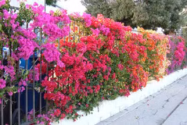 Những mẫu hàng rào hoa đẹp say lòng người