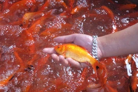 Đổ buôn cá chép cúng ông Công ông Táo, thương lái hốt bạc 