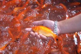 Đổ buôn cá chép cúng ông Công ông Táo, thương lái hốt bạc 