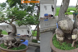 Tận mắt cóc cảnh tiền tỷ không bán của đại gia Hà Nội