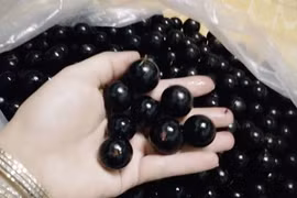 "Sốc toàn tập" sự thật về nho thân gỗ 200.000/kg