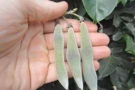 Thần dược quý hơn nhân sâm chỉ dùng để tiến Vua