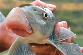 Những loài cá “tiến vua” đắt đỏ được đại gia Việt săn lùng