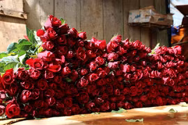 Giá hoa 8/3 sắp tăng sốc 