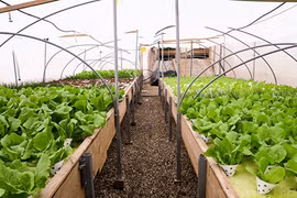 Lạ kỳ vườn rau xanh mướt mát trên nóc trung tâm thương mại