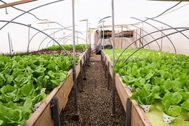 Lạ kỳ vườn rau xanh mướt mát trên nóc trung tâm thương mại