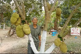 "Đột nhập" vườn mít không hạt giúp lão nông thu bạc tỷ