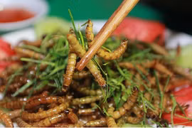 Món ăn côn trùng giá chát siêu hút khách ở Hà Nội
