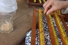 Tận mắt quy trình lấy sữa ong chúa cho thu nhập khủng