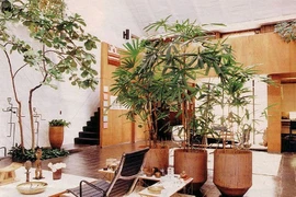 Đây là những vị trí nên đặt cây cảnh trong nhà bạn