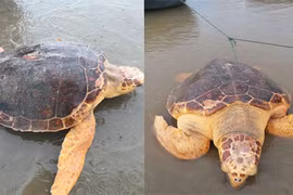 Ngư dân Quảng Trị bắt được rùa vàng quý hiếm nặng 50kg
