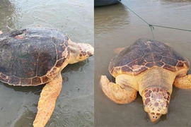 Ngư dân Quảng Trị bắt được rùa vàng quý hiếm nặng 50kg