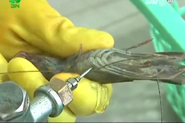 Tôm sú bơm tạp chất ở VN khuấy đảo báo nước ngoài