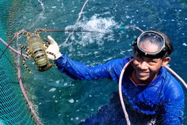 Những công việc bộn tiền ở đảo Lý Sơn