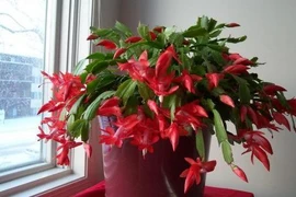 Cách trồng cây lan càng cua đón Tết vô cùng đơn giản