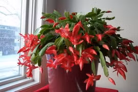 Cách trồng cây lan càng cua đón Tết vô cùng đơn giản