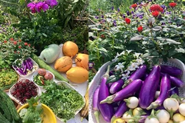 Mướt mắt xem bà nội trợ Việt tại Malaysia thu hoạch rau tự trồng 