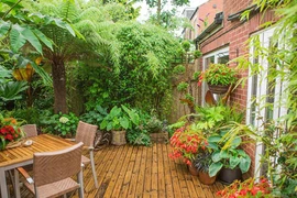 Ông lão 20 năm biến vườn nhà thành rừng nhiệt đới gây choáng