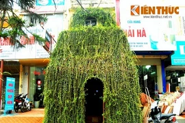 Ngôi nhà cây dị, độc đáo sừng sững "mọc" trên phố Hà Nội