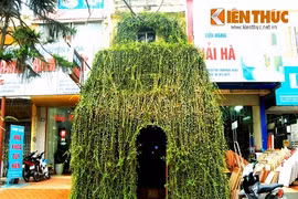 Ngôi nhà cây dị, độc đáo sừng sững "mọc" trên phố Hà Nội