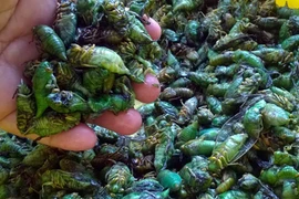 Độc đáo nghề săn nhộng ve sầu mùa hè giá 500.000 đồng/kg 