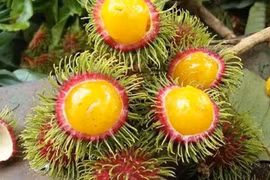 Chôm chôm ruột vàng đang hot có gì đặc biệt?