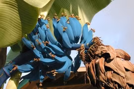 Tròn mắt với những buồng chuối kì dị có 1-0-2 