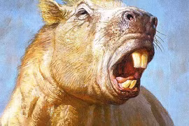 Chân dung loài chuột to như trâu, hàm giống hổ