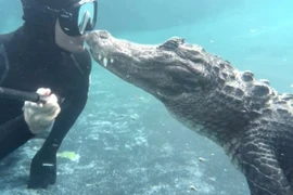 Nụ hôn "sốc" khi thợ lặn chạm trán cá sấu khổng lồ 