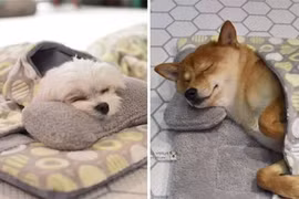Mê mẩn ảnh cún con ngủ siêu ngoan trong “nhà trẻ chó”