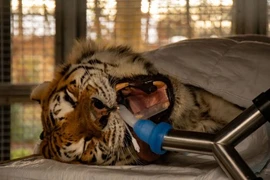 Cận cảnh màn nhổ răng hổ Siberia nặng 193 kg