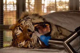 Cận cảnh màn nhổ răng hổ Siberia nặng 193 kg