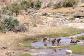 Khốc liệt cảnh linh cẩu cướp mồi sư tử cái, rồi bỏ chạy...