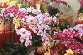"Soi" lan hồ điệp giá hàng chục triệu đồng/chậu để chơi Tết