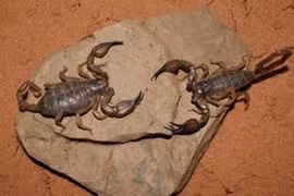 "Sốc" nặng những chiêu "ân ái" kỳ quái của động vật