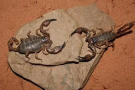 "Sốc" nặng những chiêu "ân ái" kỳ quái của động vật