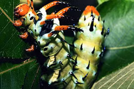 Quỷ sừng mại châu và những loài sâu bọ nhìn "quái thú" nhất