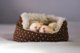 Đón Canh Tý, ngẩn ngơ ngắm những "nàng" chuột đáng yêu nhất (P2)