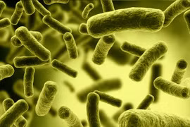 Sự thật gây sốc về vi khuẩn 